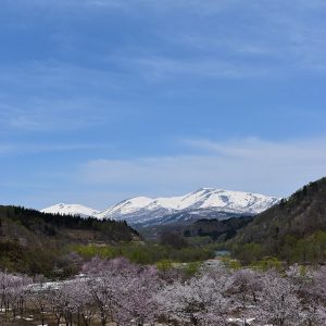 大井沢の春