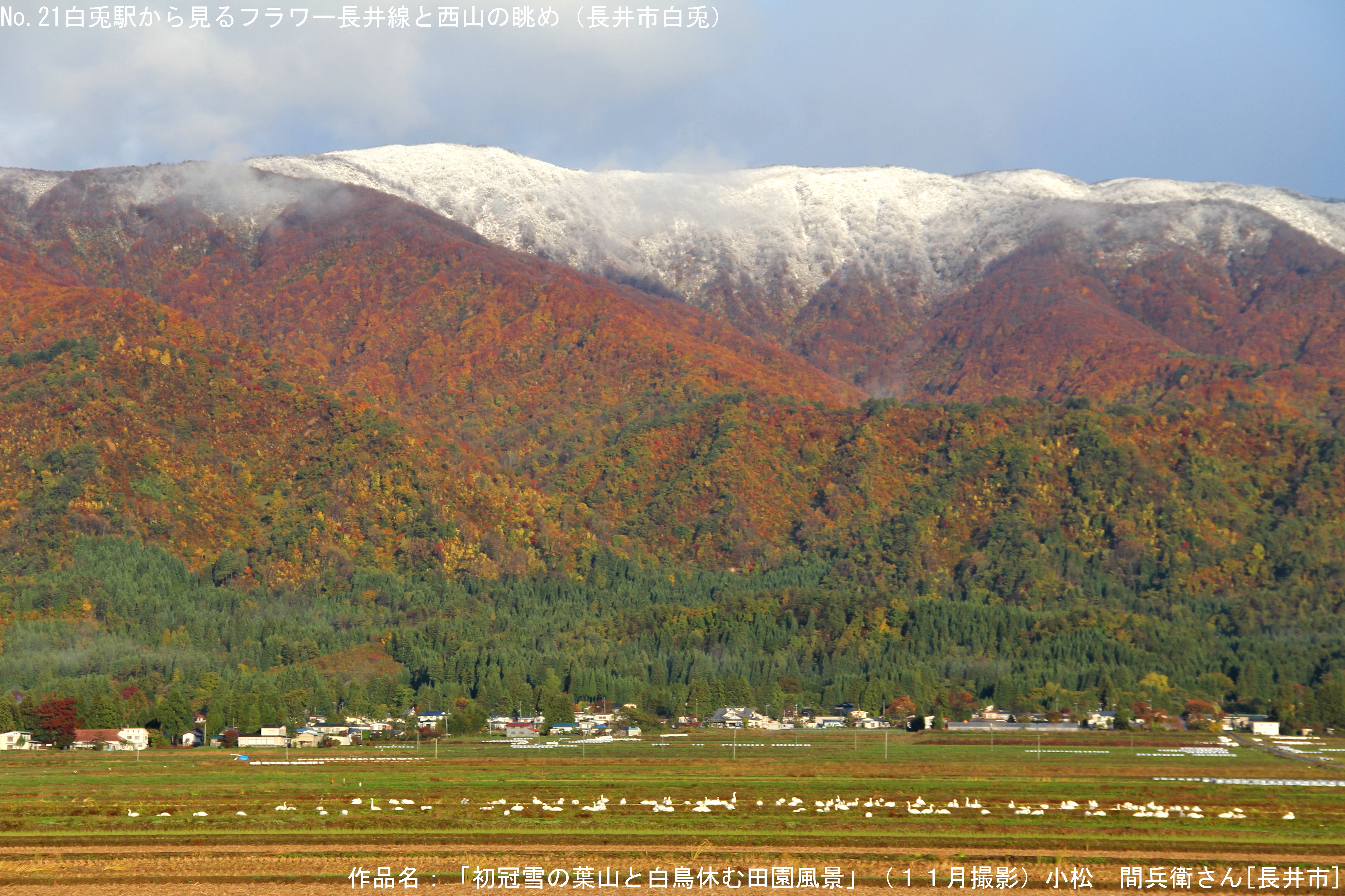 初冠雪の葉山と白鳥休む田園風景