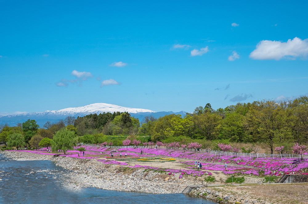 70芝桜が彩る立谷川河川敷と月山の眺め