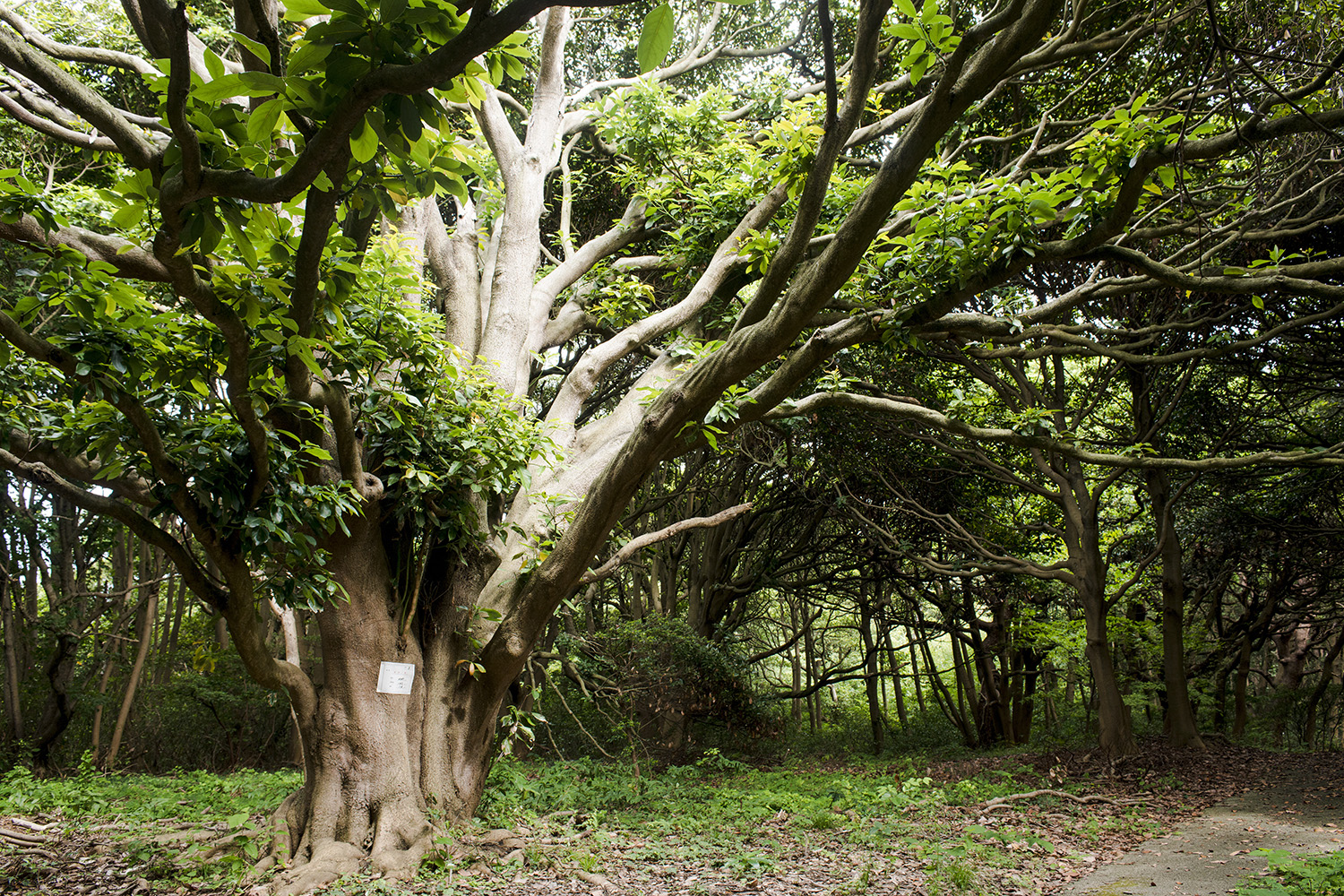 96飛島の「巨木の森」に佇むタブノキ