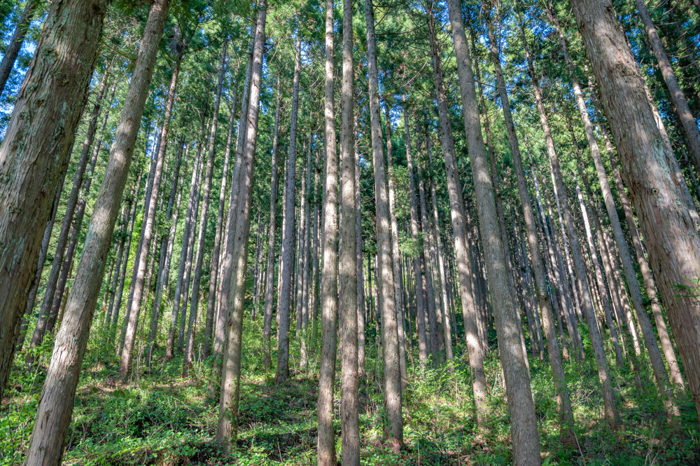 79樹齢300年を超える美林　大美輪の大杉