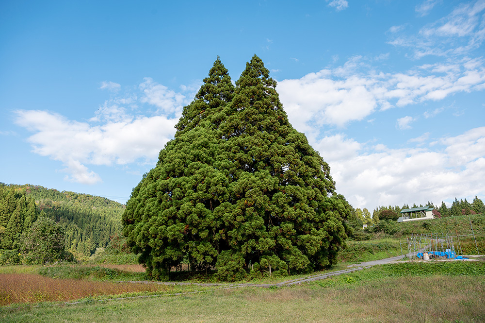 82推定樹齢1000年　天然杉の御神木　小杉の大杉
