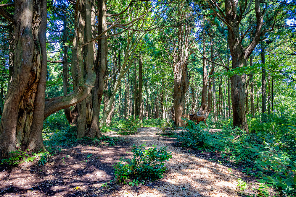 84 樹齢1000年を超える天然杉の群生地　幻想の森