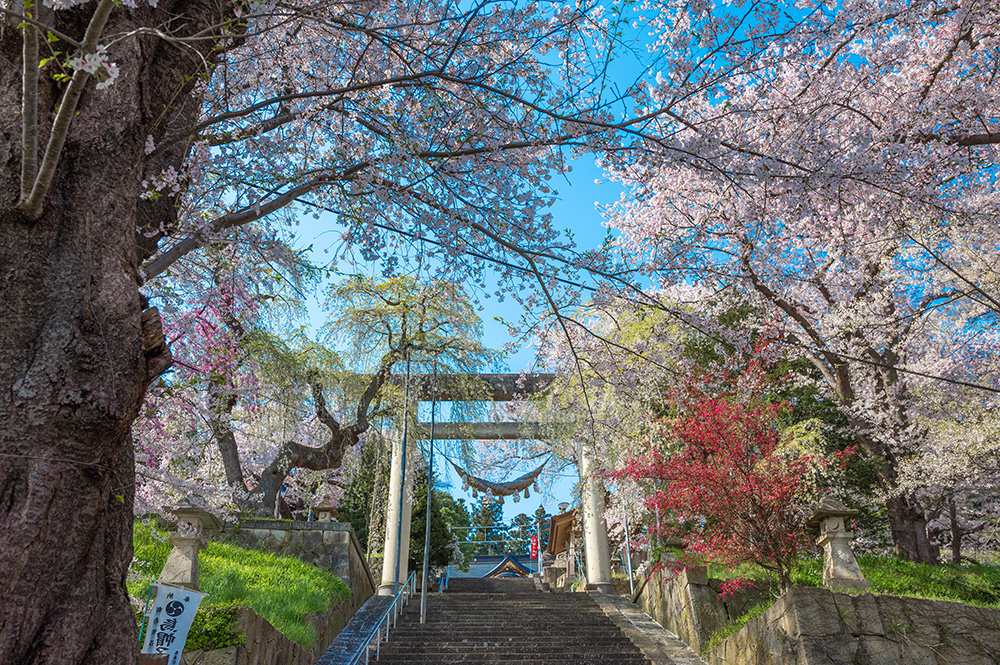87烏帽子山公園「千本桜」に始まる四季の移ろい